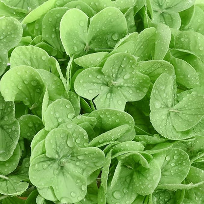 4 Pcs Real Touch Hydrangea Artificial Flowers, 21" Light Green & Dark Green Full Faux Hydrangea Flowers Latex Fake Flowers for Home Decor Party Floral Arrangements Wedding Bouquets Outdoor Decor